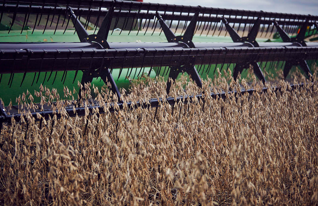 Harvesting soybeans.